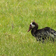 Image for article titled Here Is Yet Another Reason to Fear Geese